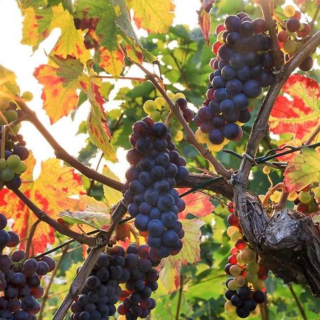 Riesling - Helle Und Grosszuegige Wohnung Mit Guter Anbindung ไมนซ์ ภายนอก รูปภาพ